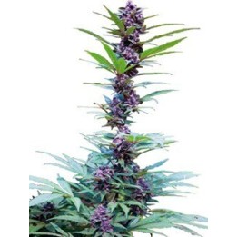 Deluxe Mix Feminizada de Cannabiogen Seeds