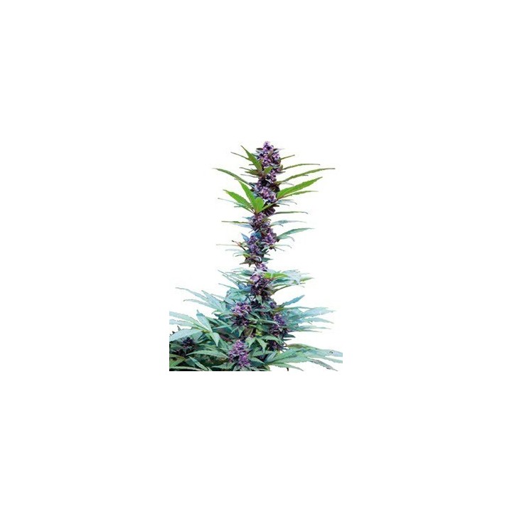 Deluxe Mix Feminizada de Cannabiogen Seeds