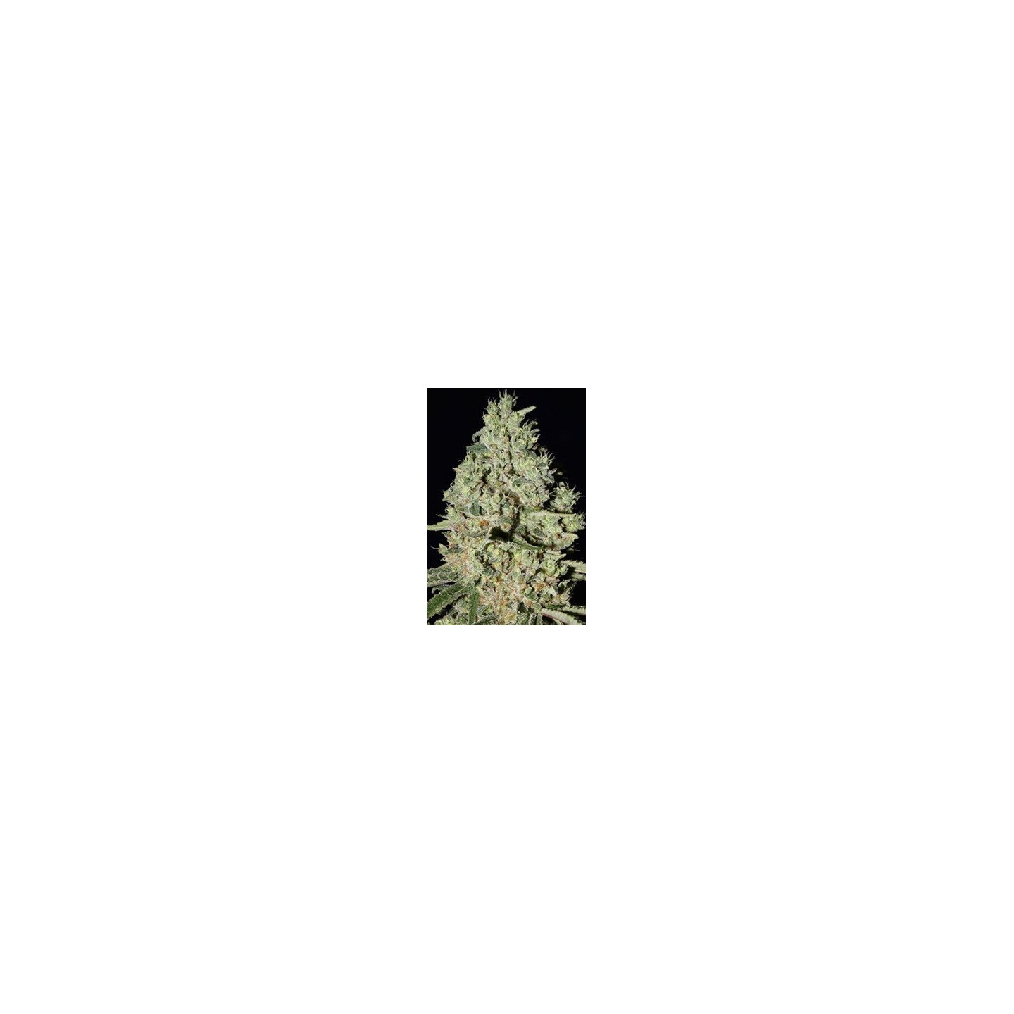 Dfa Autofloreciente Feminizada de Super Strains