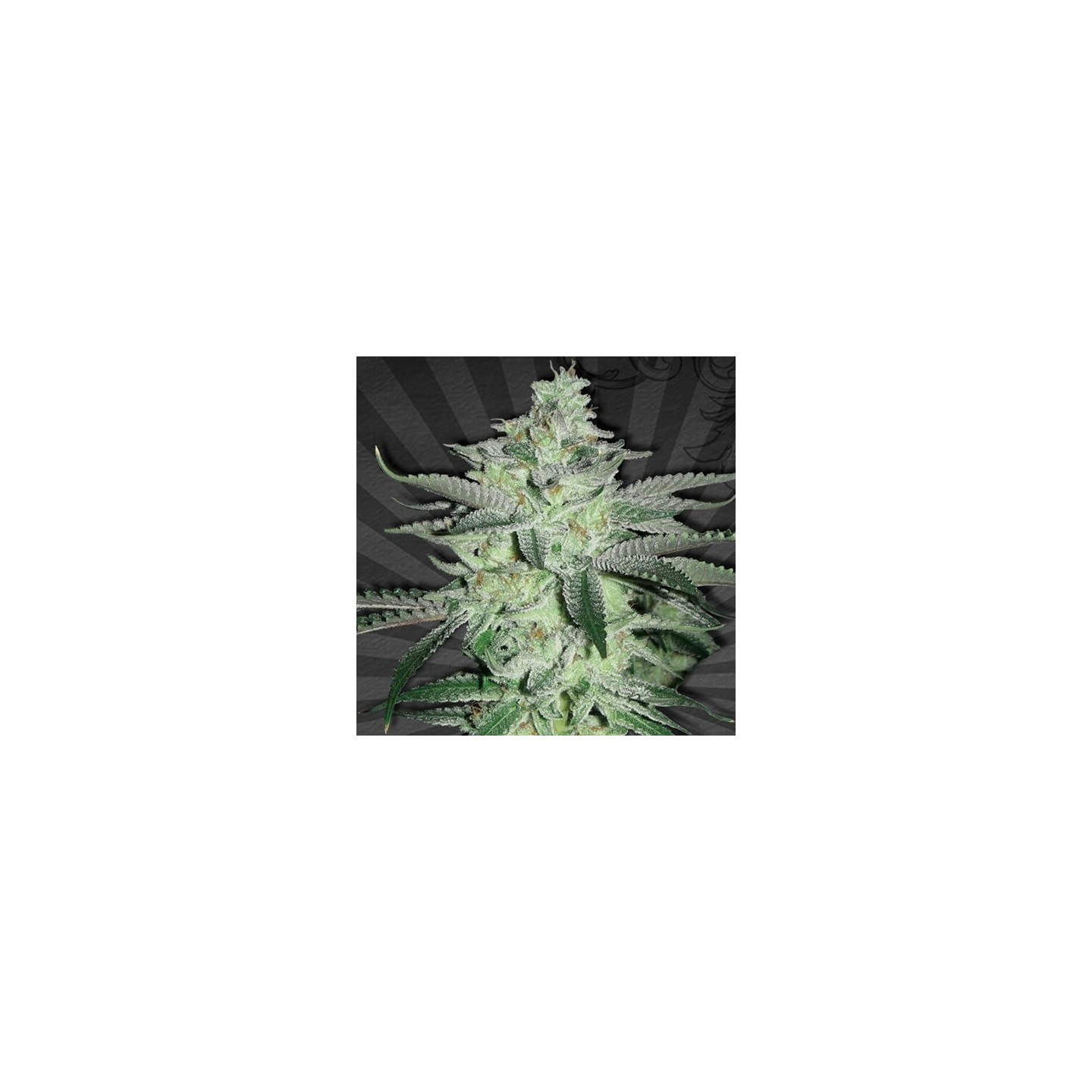 Diesel Berry Autofloreciente Feminizada de Auto Seeds