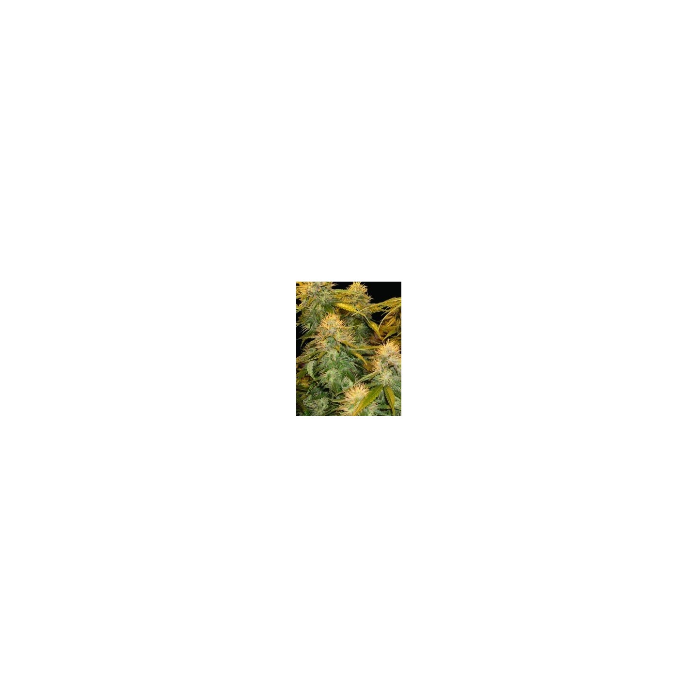 Dna Mix Pack Feminizada de DNA Genetics
