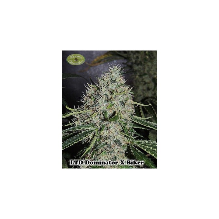 Dominator X Biker Ltd. Regular de 