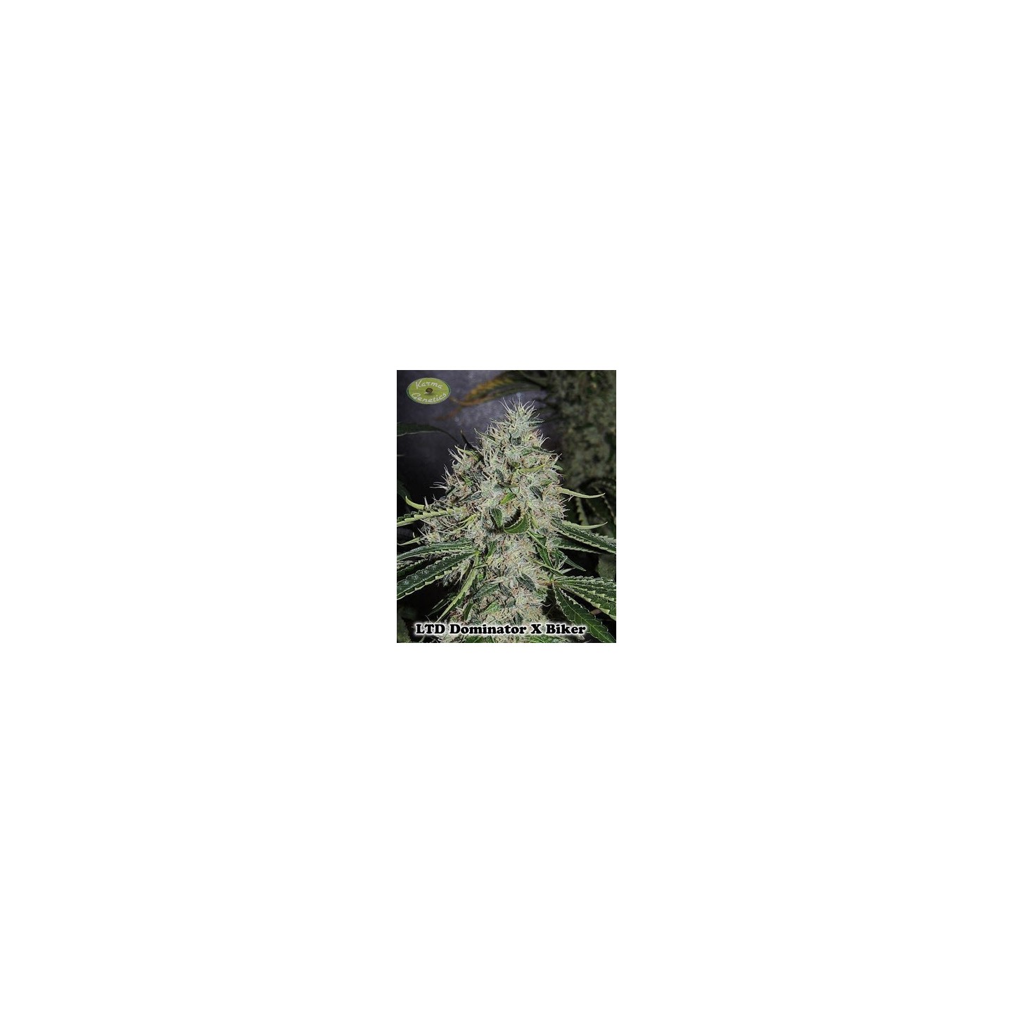 Dominator X Biker Ltd. Regular de 
