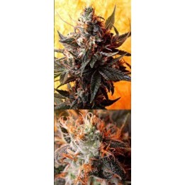 Double Kush Regular de 
