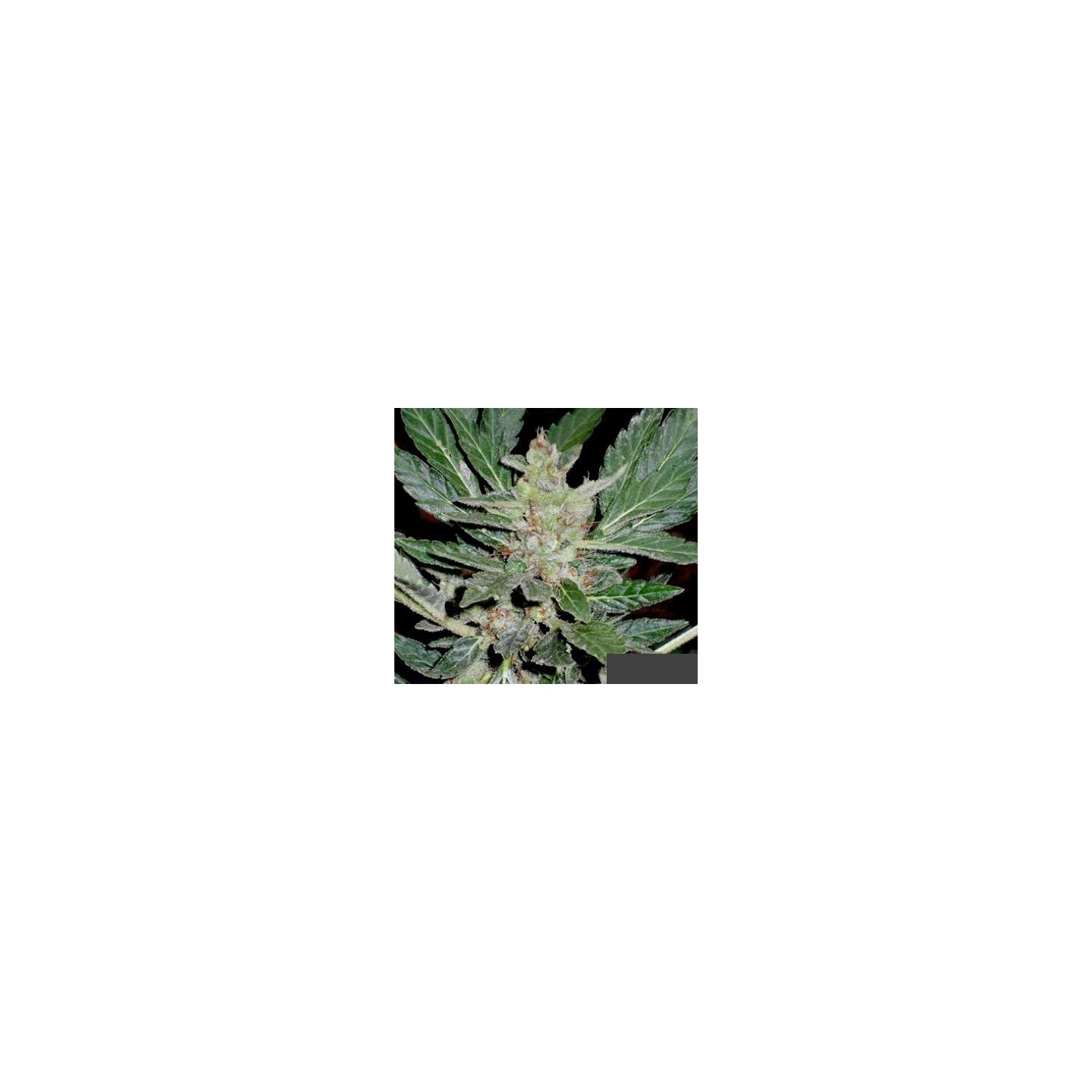 Dr. Feelgood Feminizada de Short Stuff Seeds