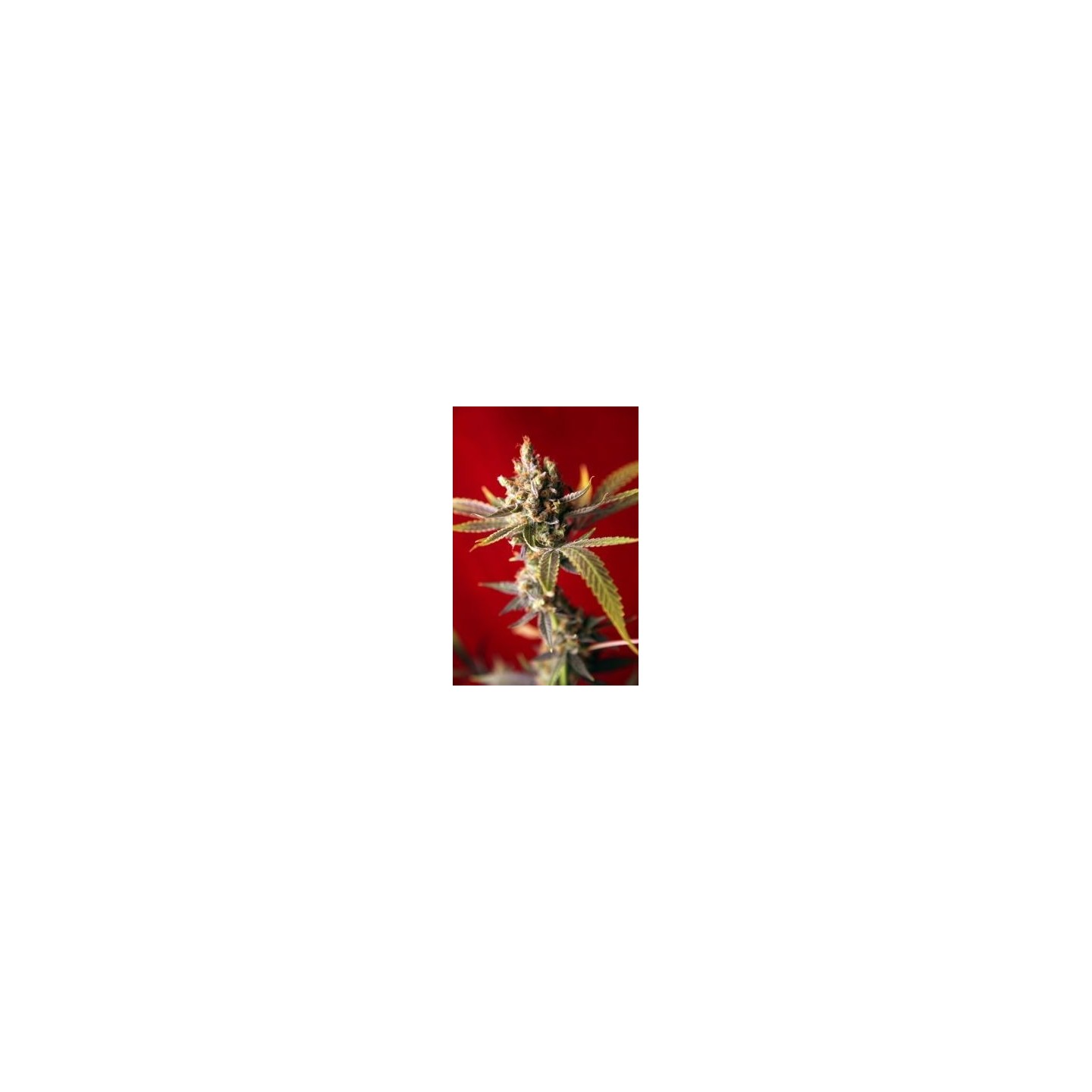 Dub Regular de Reggae Seeds