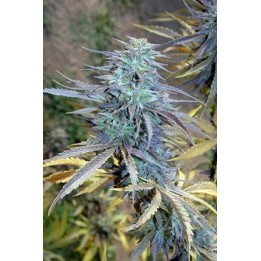 Easy Ak XL Feminizada de Bio Green