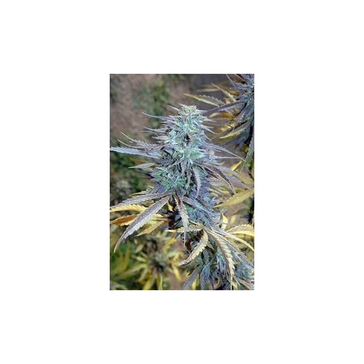 Easy Ak XL Feminizada de Bio Green