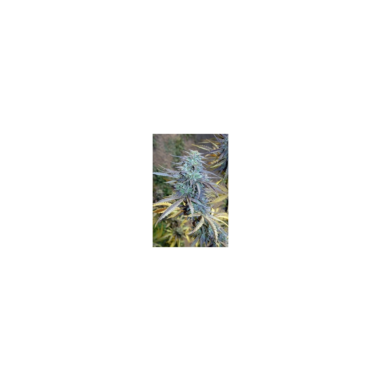 Easy Ak XL Feminizada de Bio Green