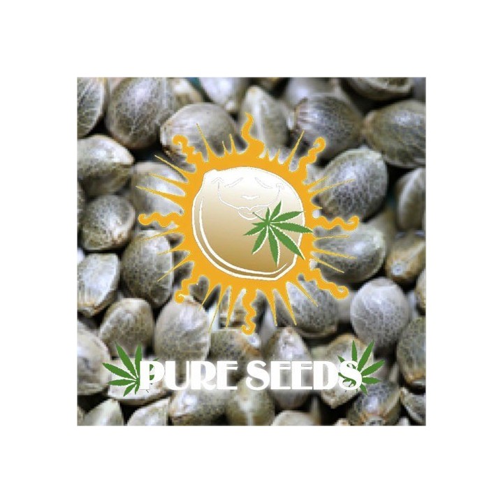 Edicion Coleccionista 1 Feminizada de Pure Seeds