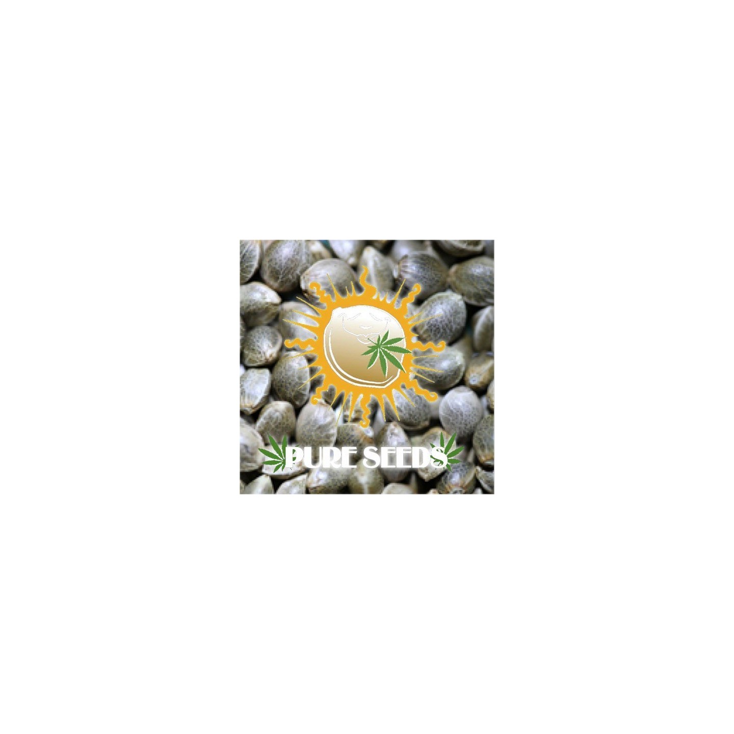 Edicion Coleccionista 3 Feminizada de Pure Seeds