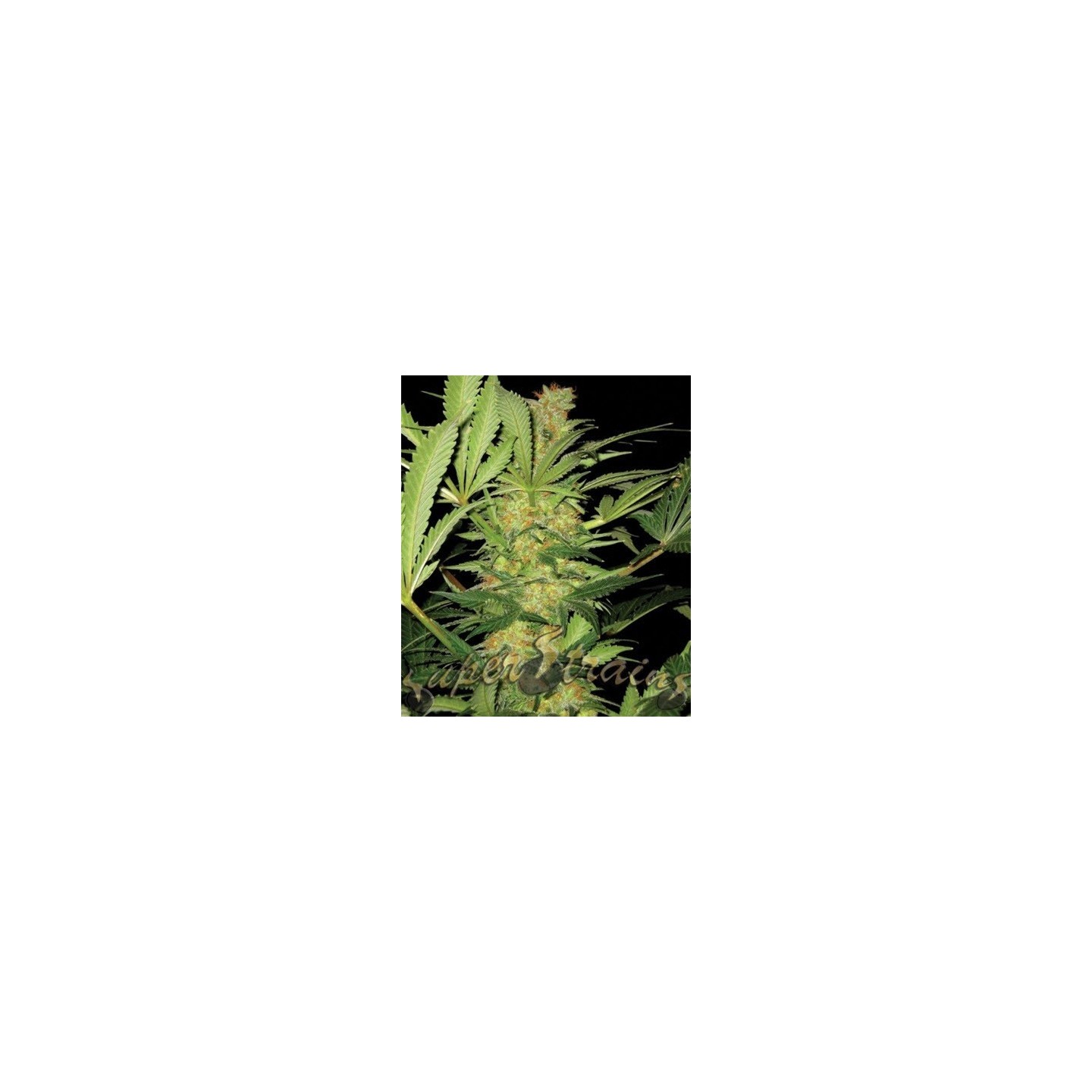 El Cucaracha Feminizada de Super Strains