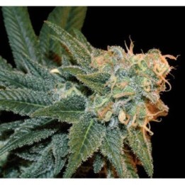 Ese T. Bilbo Autofloreciente Feminizada de Genehtik Seeds