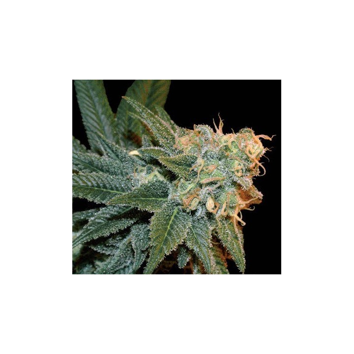 Ese T. Bilbo Autofloreciente Feminizada de Genehtik Seeds