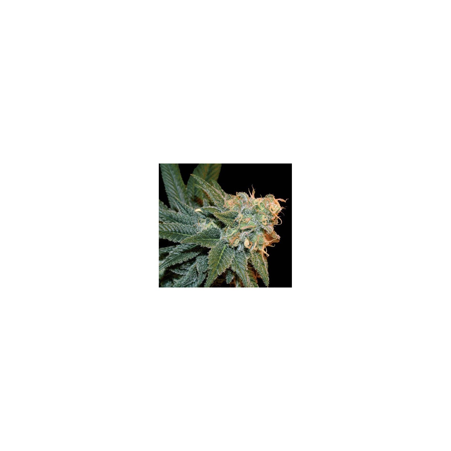 Ese T. Bilbo Autofloreciente Feminizada de Genehtik Seeds