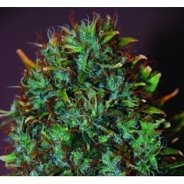 Expert Haze Feminizada de Expert Seeds