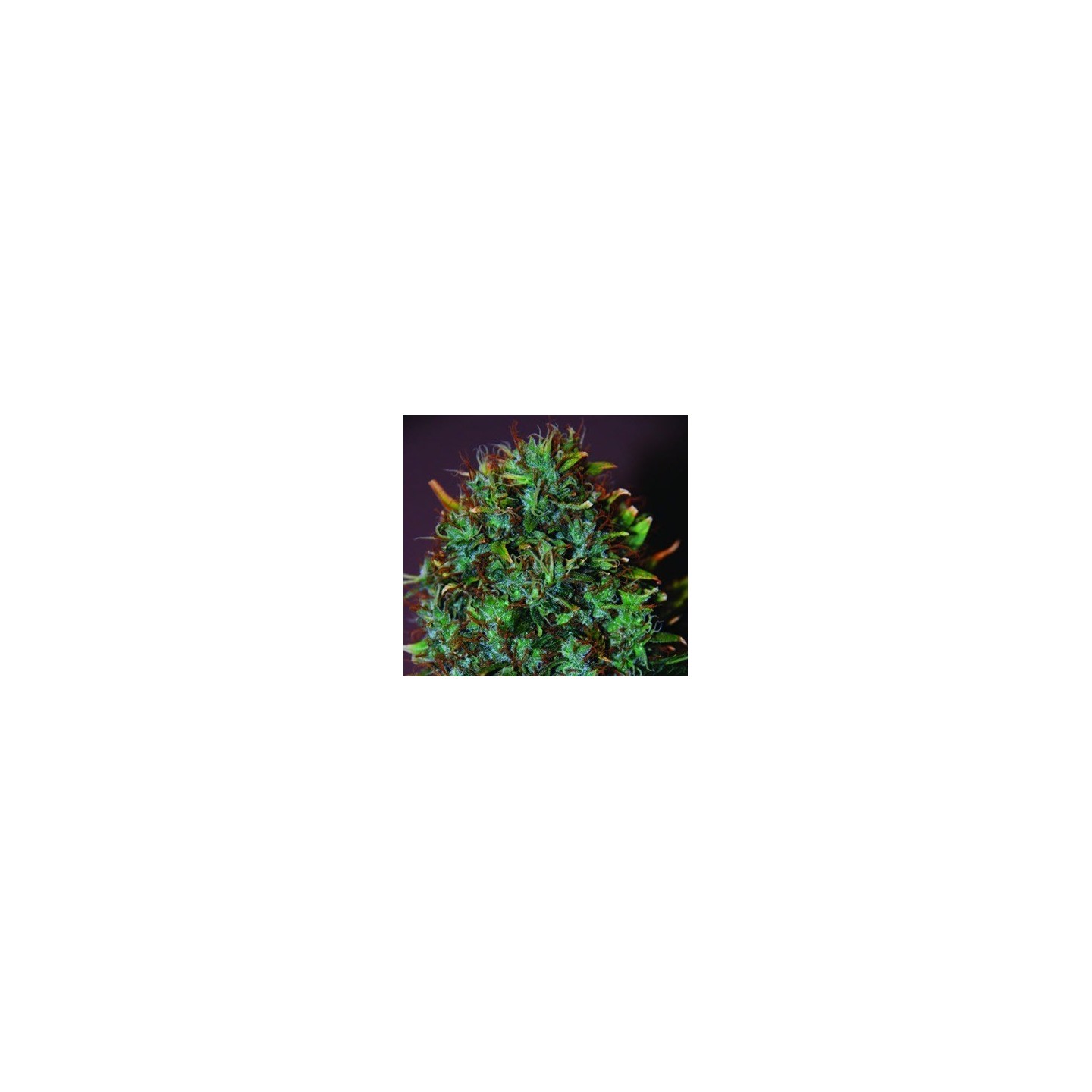 Expert Haze Feminizada de Expert Seeds