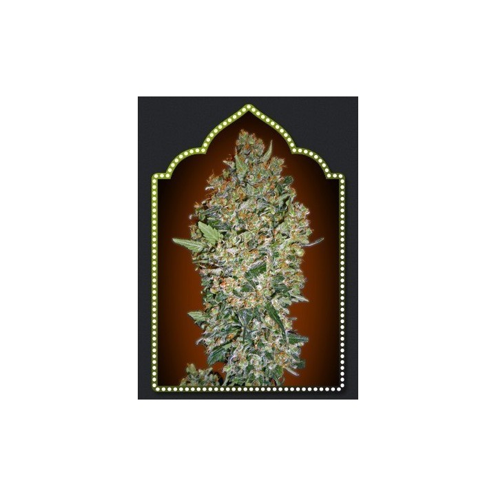 Feminized Collection 1 Feminizada de 