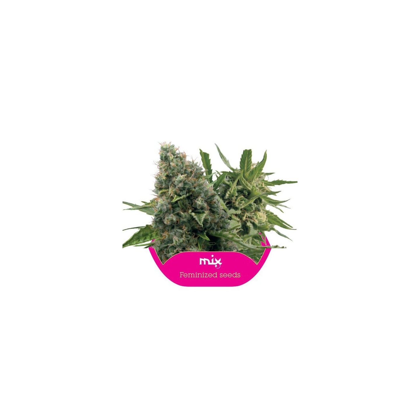 Feminized Mix Feminizada de Royal Queen