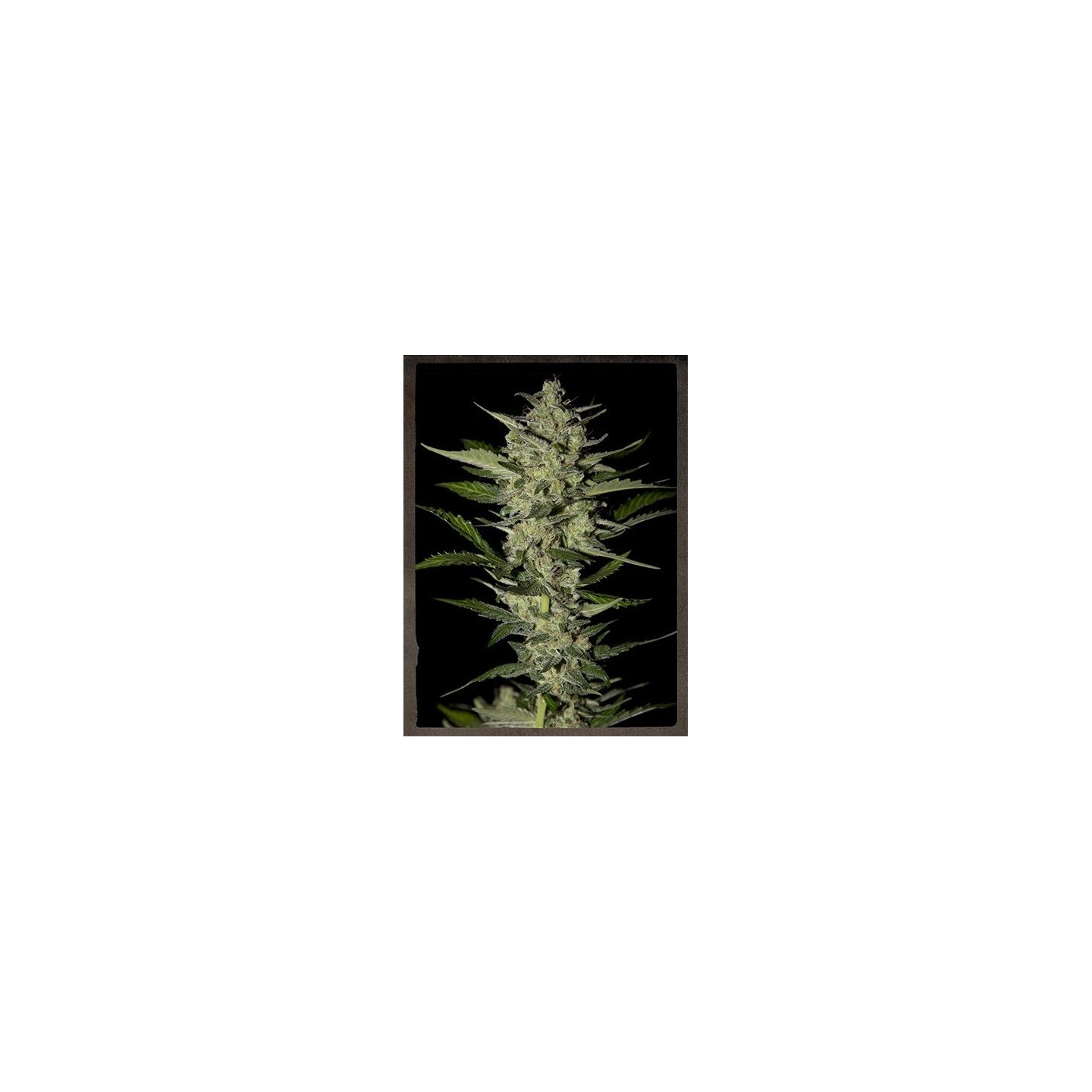 Flowerbomb Kush Feminizada de Strainhunters