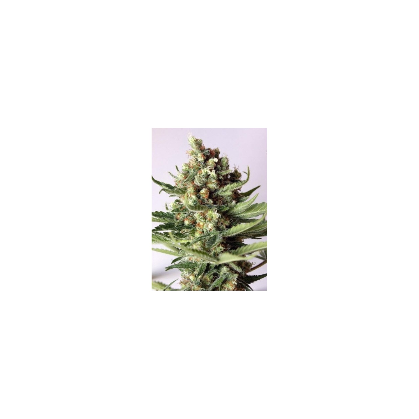 Free Tibet Regular de Soma Seeds