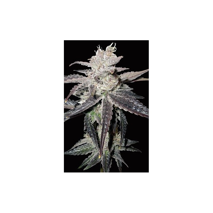 Freeze Berry Autofloreciente Feminizada de Bio Green