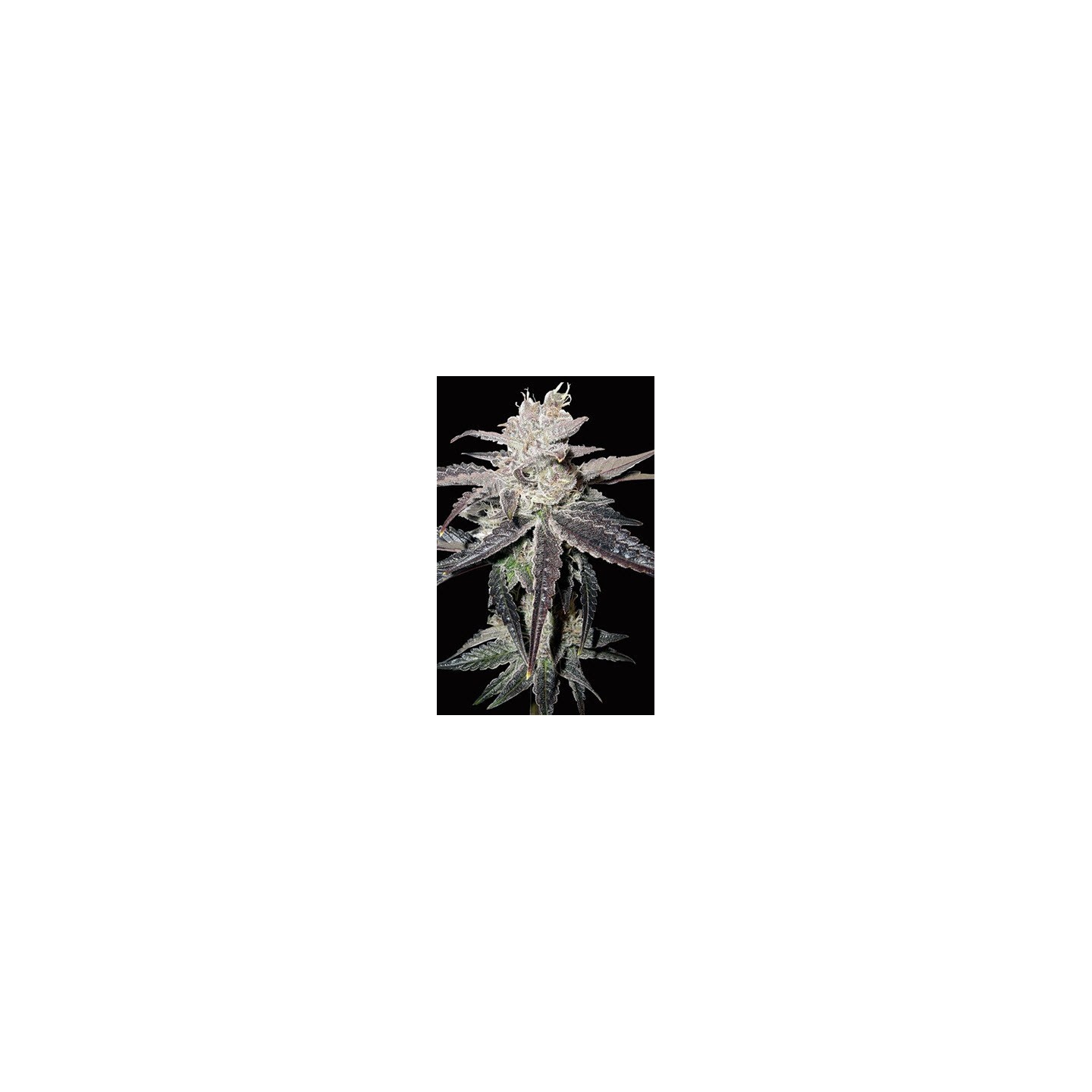 Freeze Berry Autofloreciente Feminizada de Bio Green
