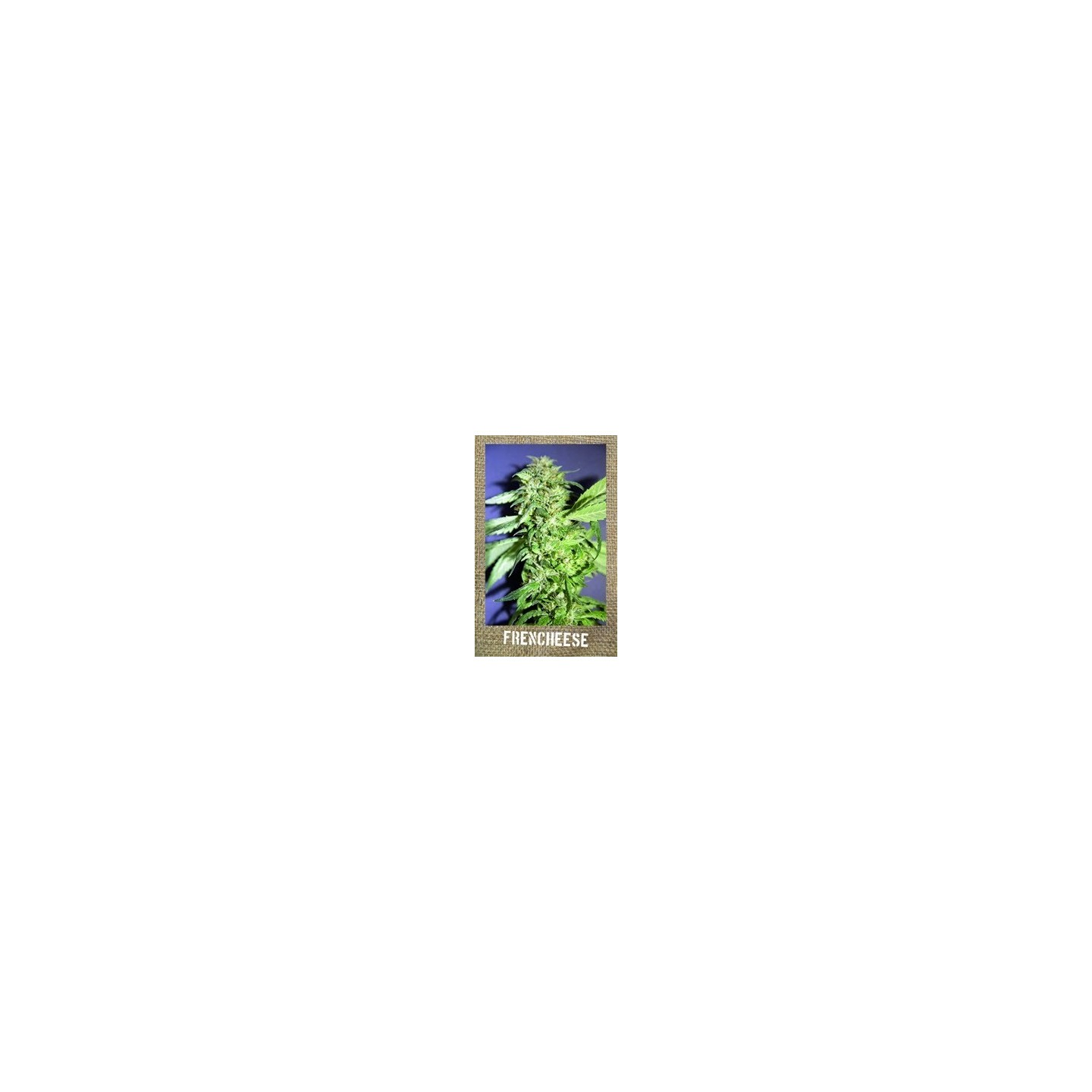 Frencheese Feminizada de French Touch Seeds