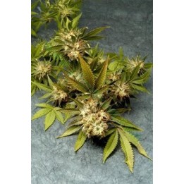 Fruit Of The Gods Regular de 