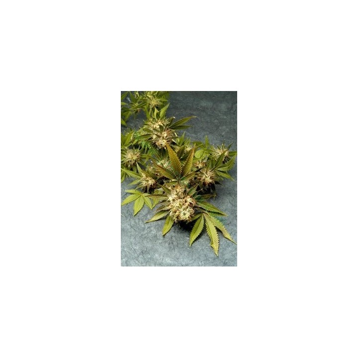 Fruit Of The Gods Regular de 