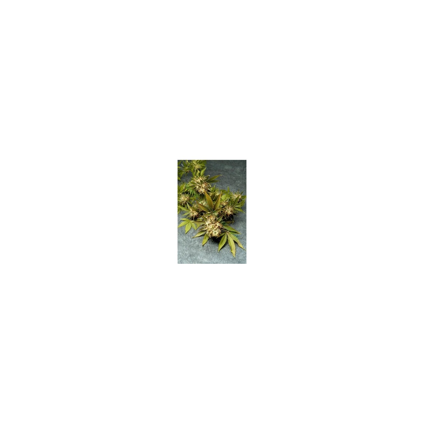 Fruit Of The Gods Regular de 