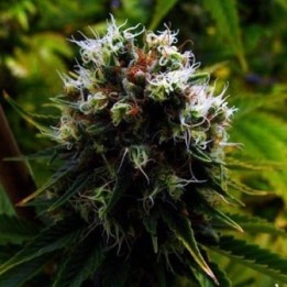 G13 Haze Citralah Regular de Soma Seeds