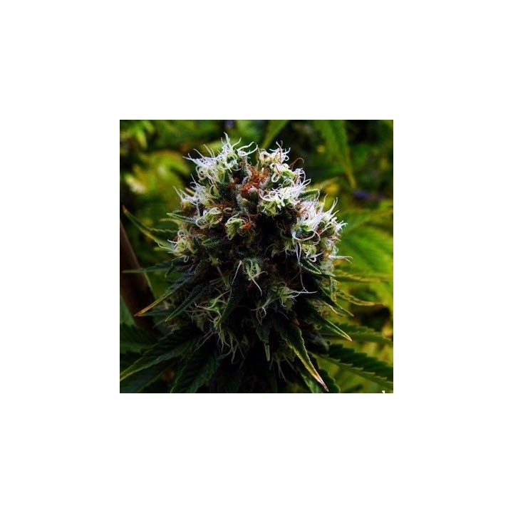 G13 Haze Citralah Regular de Soma Seeds