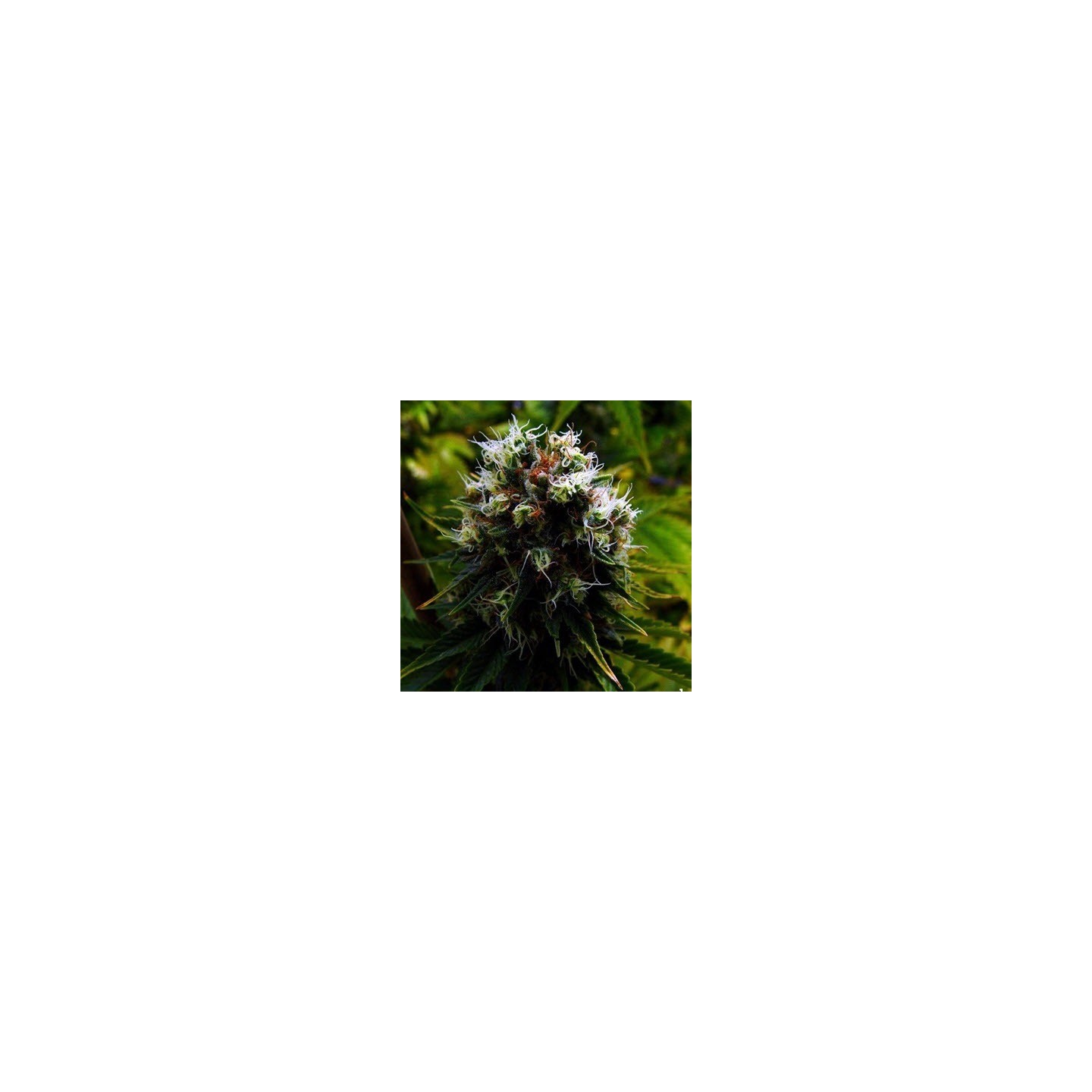 G13 Haze Citralah Regular de Soma Seeds