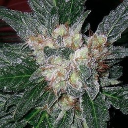 G13-Haze Amethyst Regular de Soma Seeds
