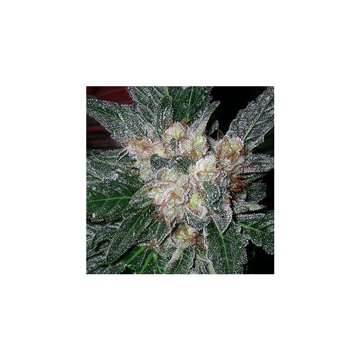 G13-Haze Amethyst Regular de Soma Seeds