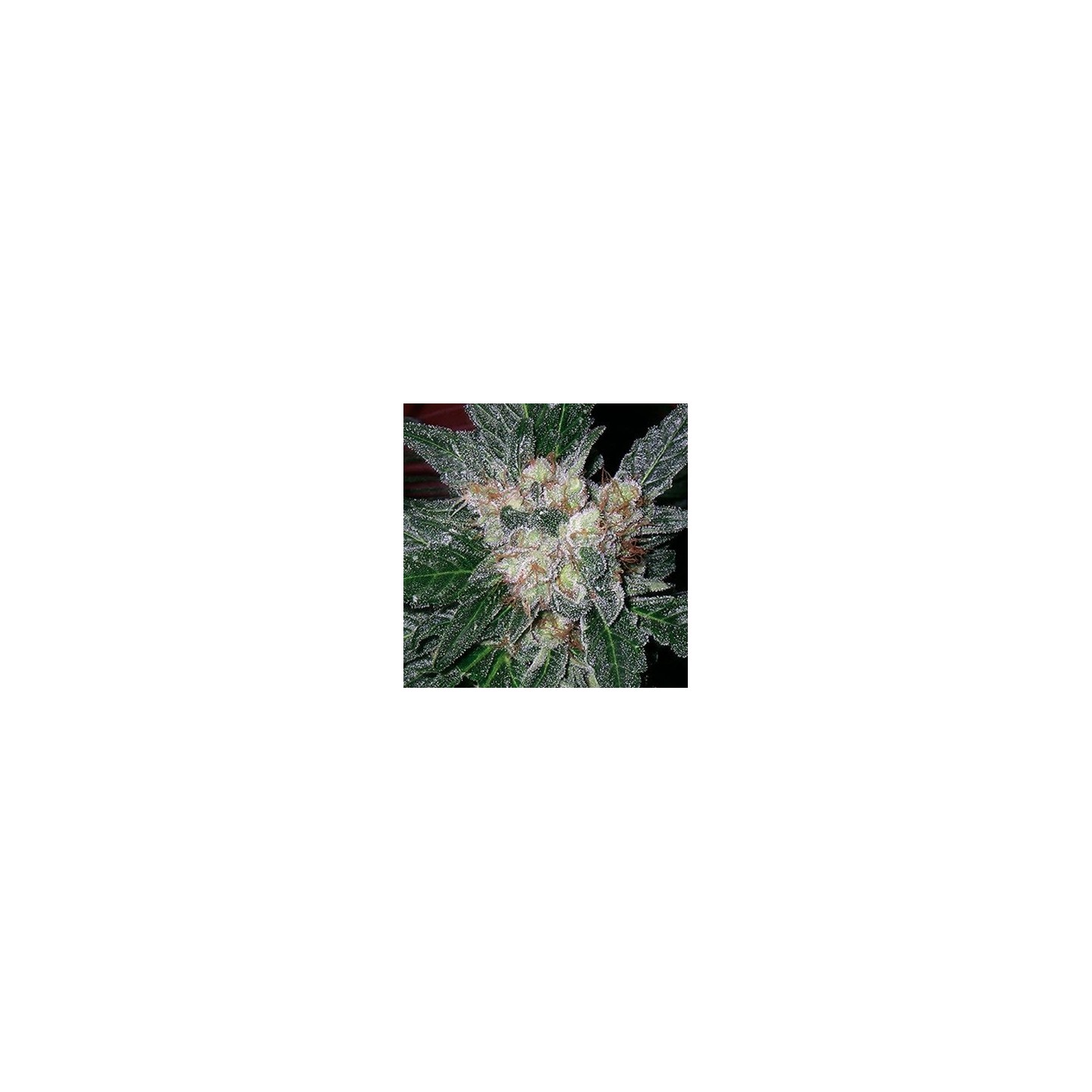 G13-Haze Amethyst Regular de Soma Seeds
