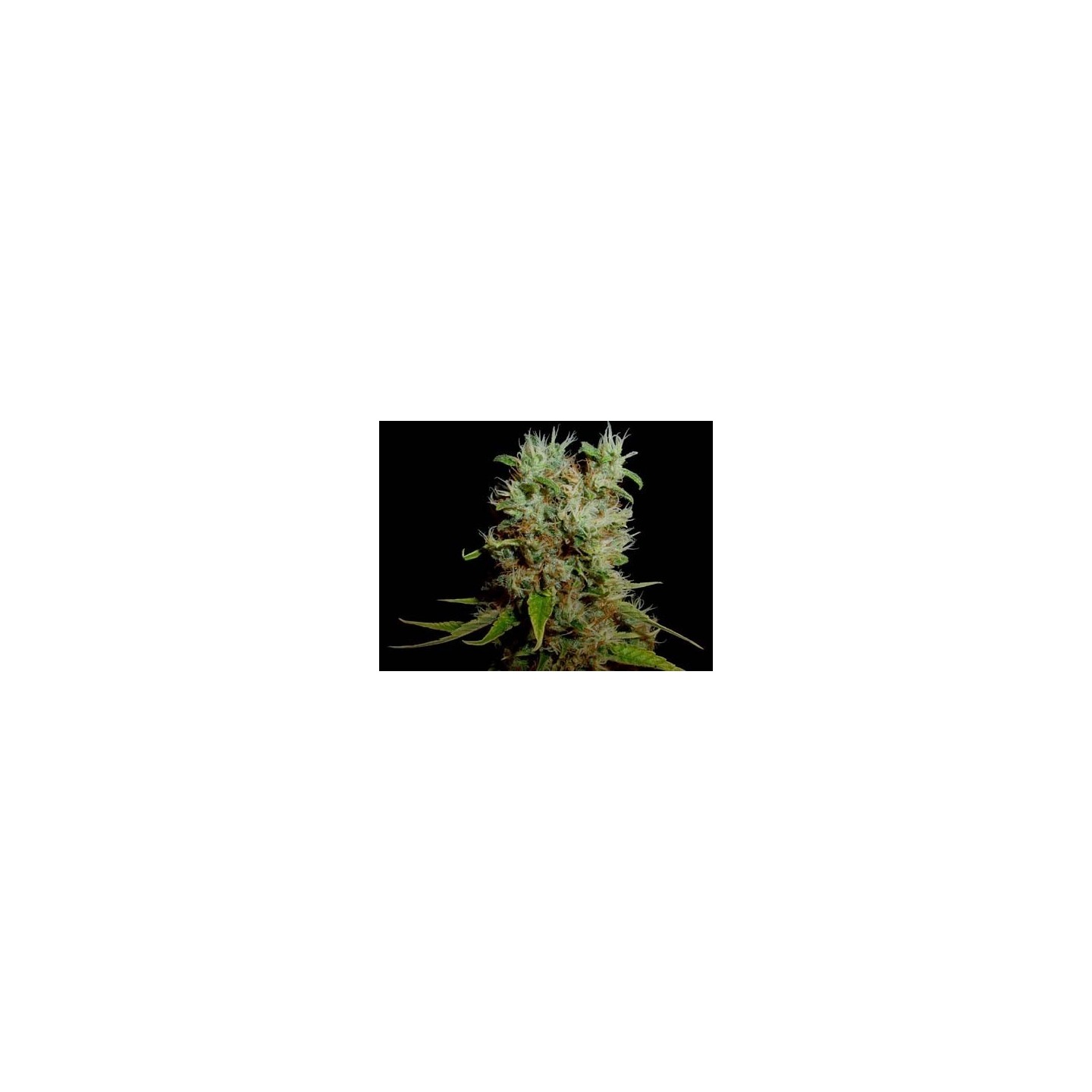 G13-Haze Buddha's Sister Regular de Soma Seeds