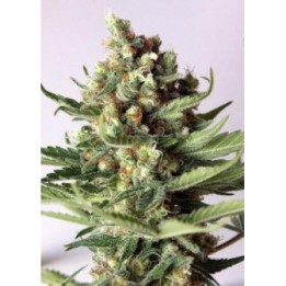 G13-Haze Free Tibet Regular de Soma Seeds