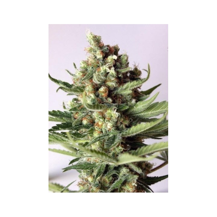 G13-Haze Free Tibet Regular de Soma Seeds