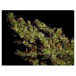 G13-Haze Heaven Regular de Soma Seeds