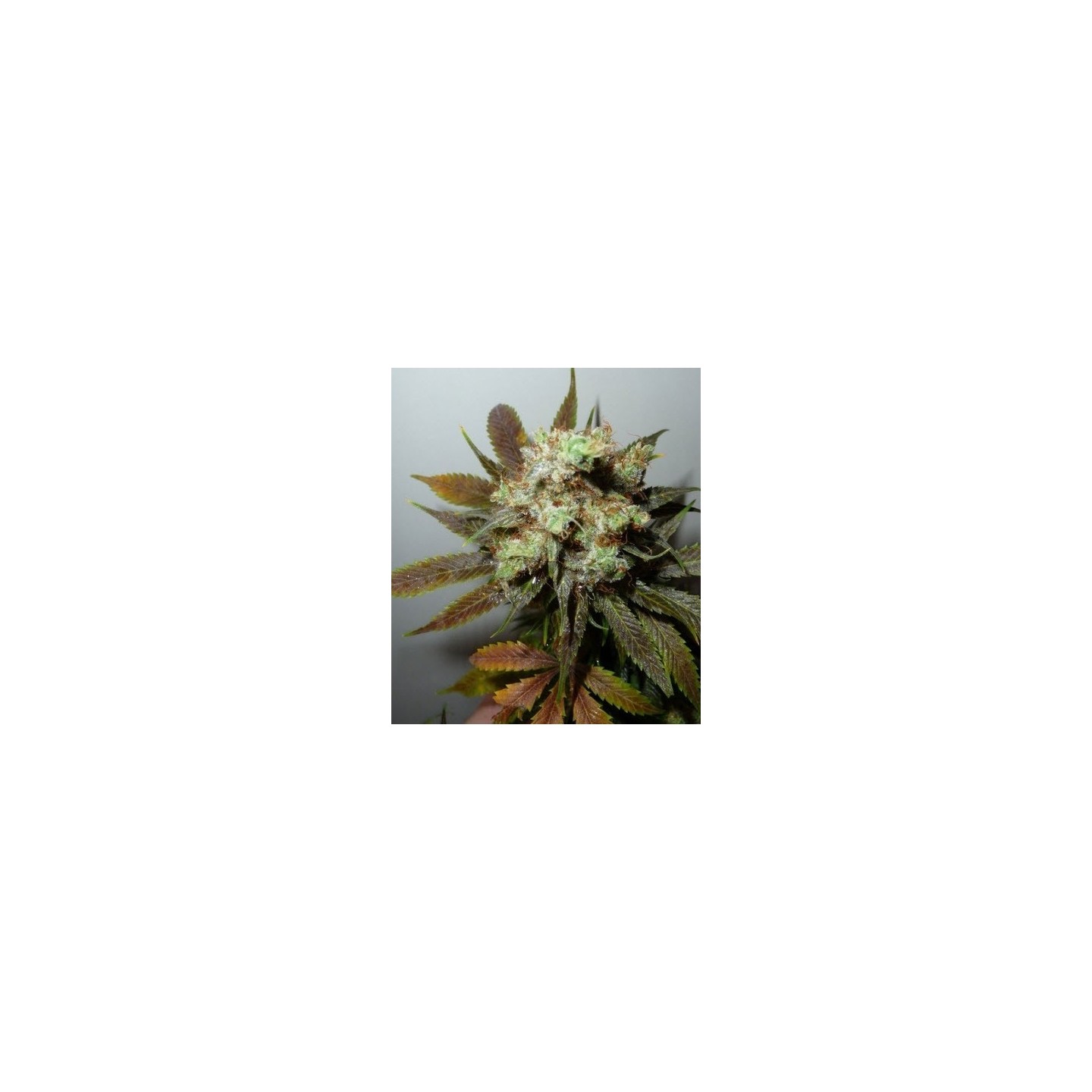 G13-Haze N.Y.C. Diesel Regular de Soma Seeds