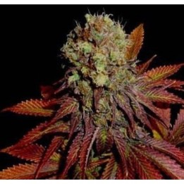 G13-Haze Rock Bud Regular de Soma Seeds