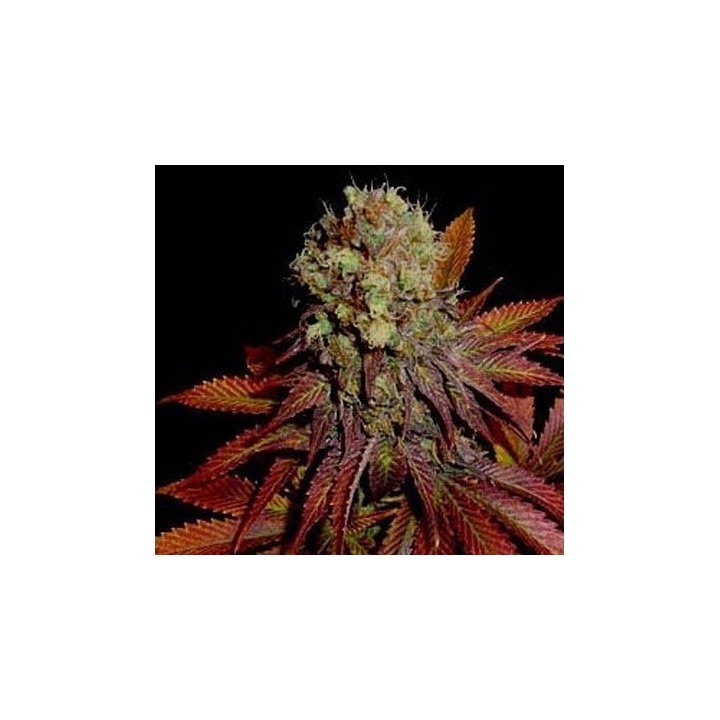 G13-Haze Rock Bud Regular de Soma Seeds