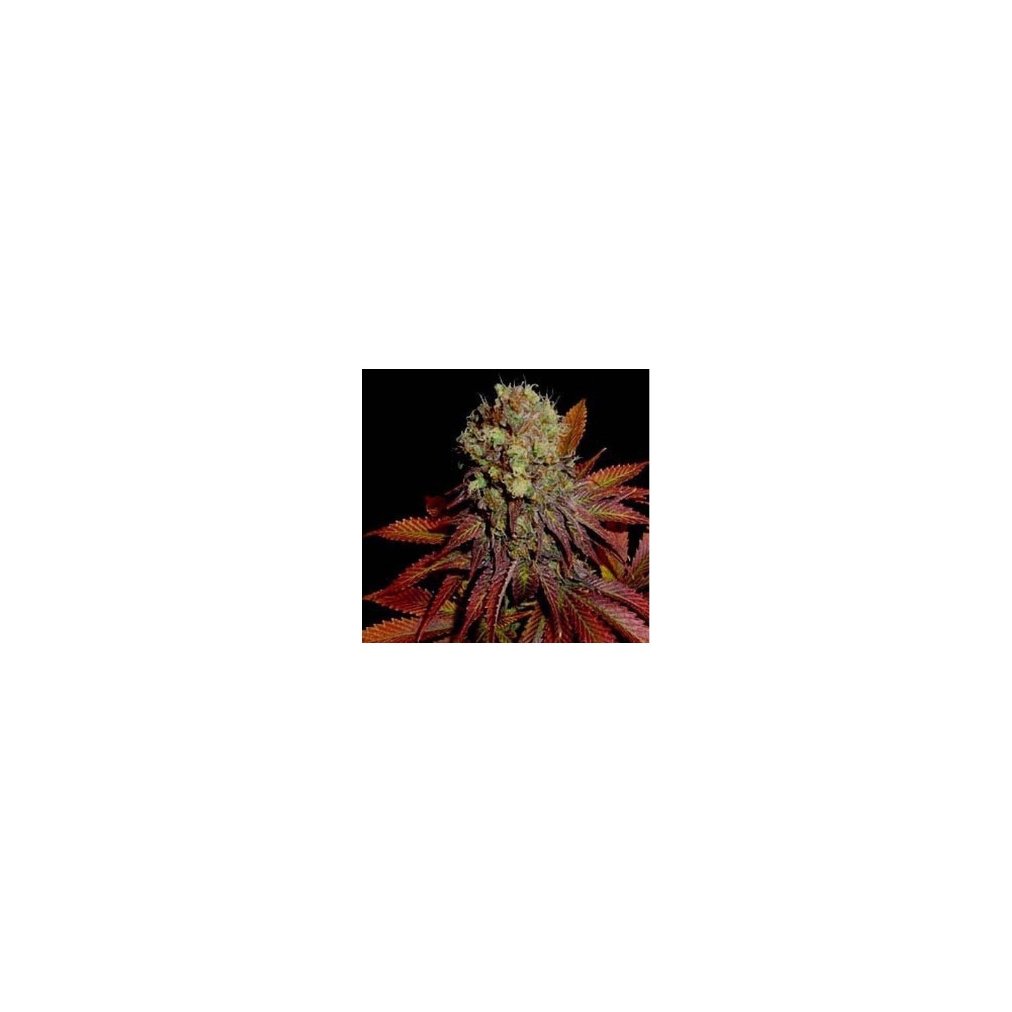 G13-Haze Rock Bud Regular de Soma Seeds