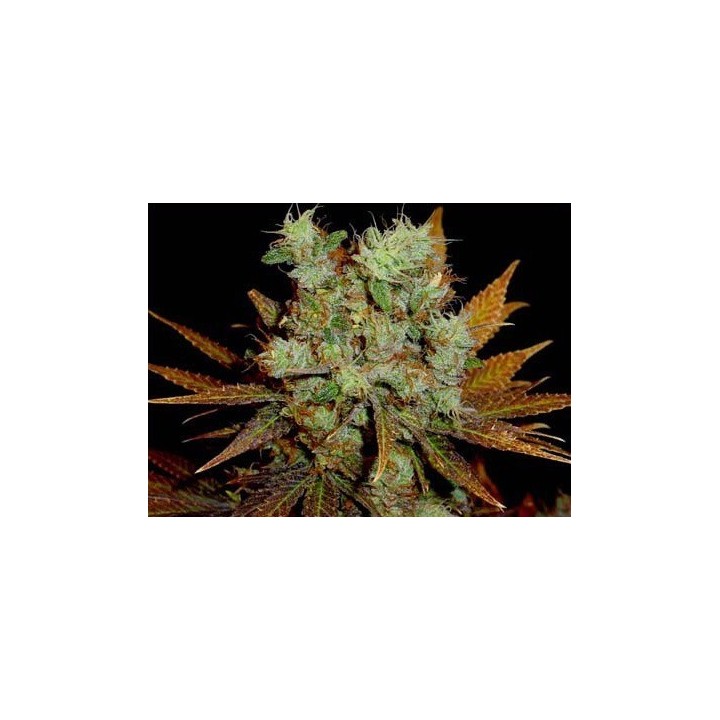 G13-Haze Somango Regular de Soma Seeds