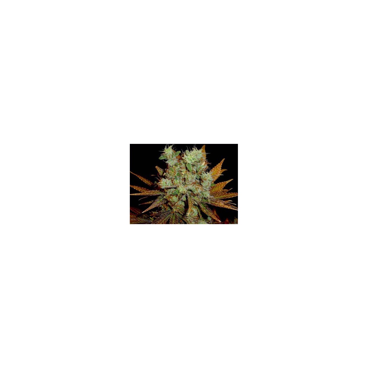 G13-Haze Somango Regular de Soma Seeds