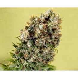 G13-Haze Somativa Regular de Soma Seeds