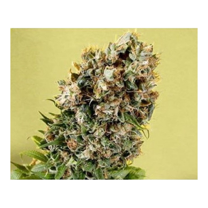 G13-Haze Somativa Regular de Soma Seeds