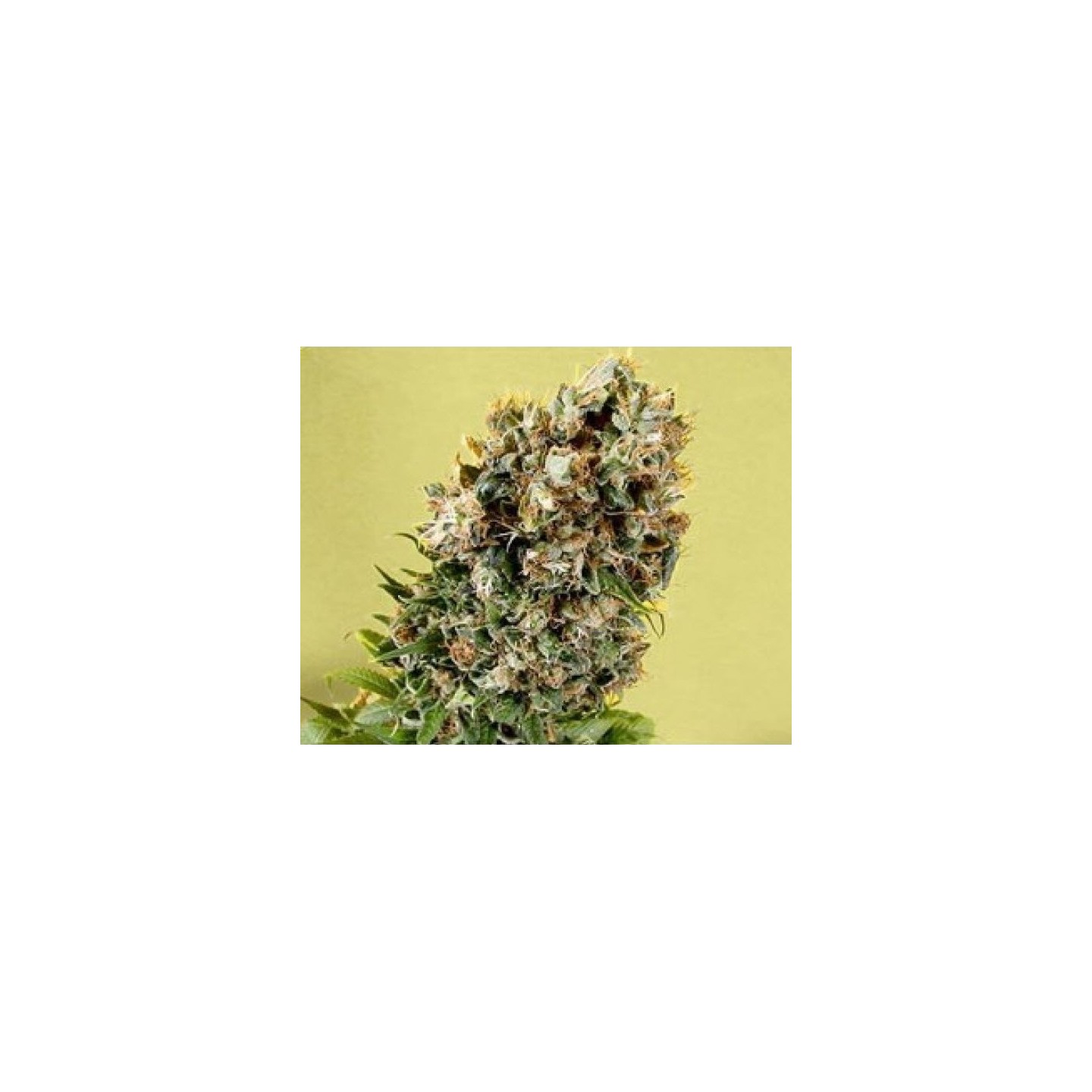 G13-Haze Somativa Regular de Soma Seeds